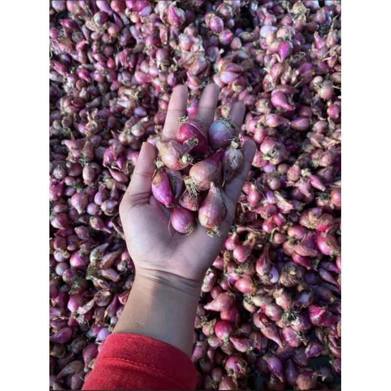 

Bawang Merah Brebes 1 kg Campur Ukuran Tanggung dan kecil Bersih
