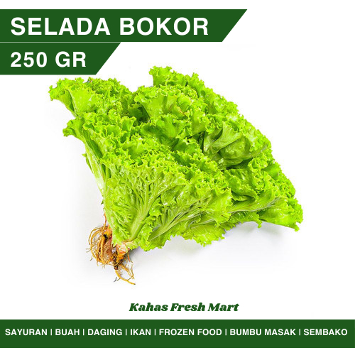 Selada Bokor Selada Keriting Salad 250gr