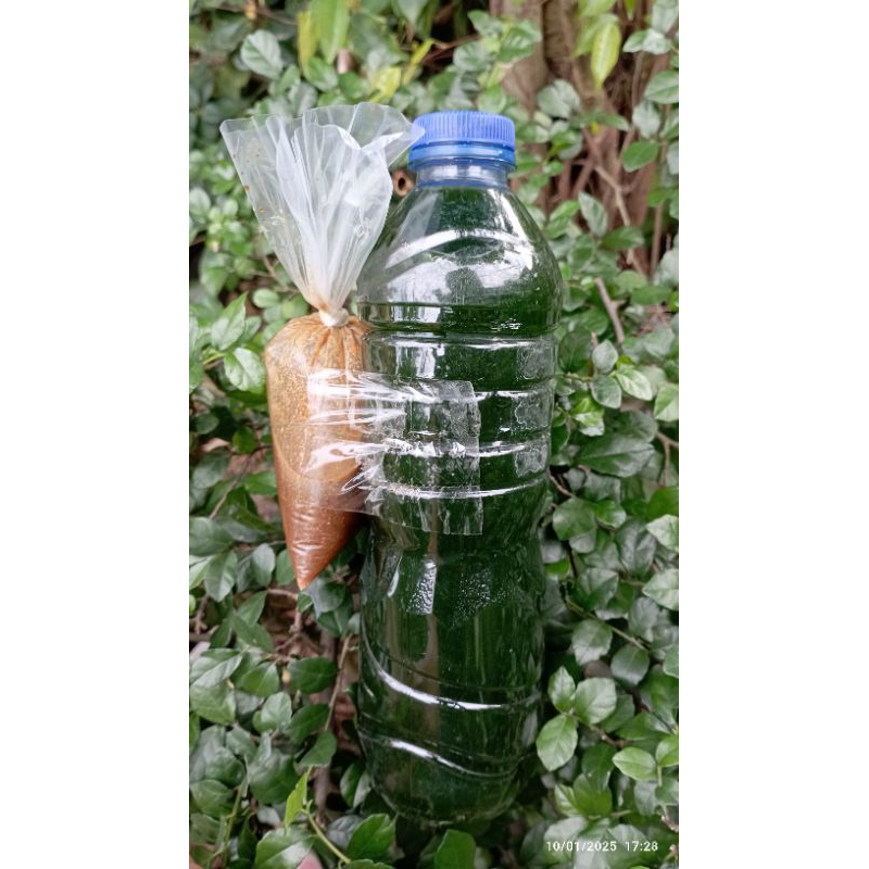 air chlorella dan pupuk