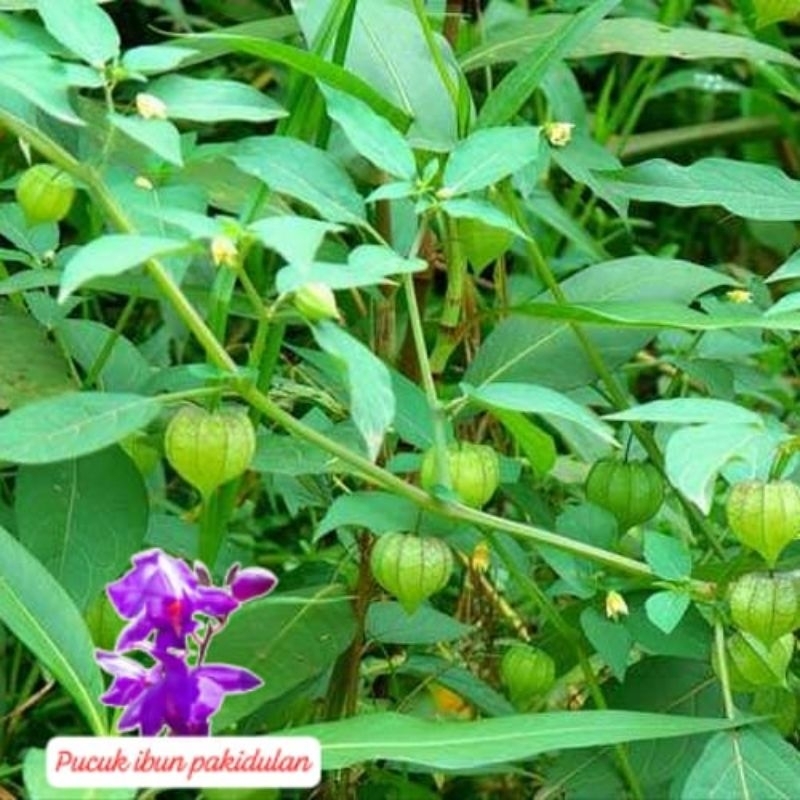 

pohon dan akar ciplukan 100g