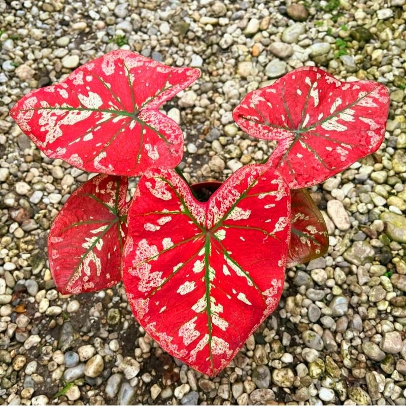 Caladium Red Universe / Tanaman Hias Cantik / Keladi merah merona murah / keladi universe bukan bong