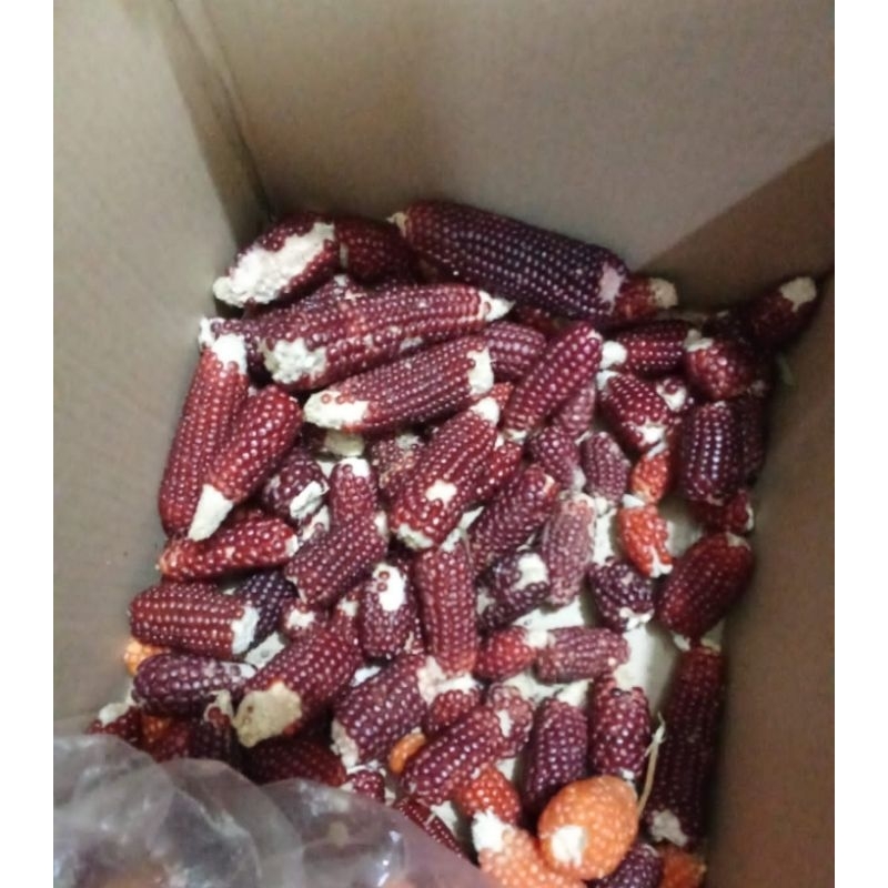 

Strawberry Corn minus condition