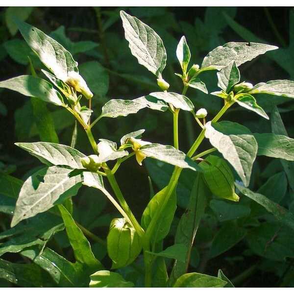 

Daun ciplukan (Physalis angulata)