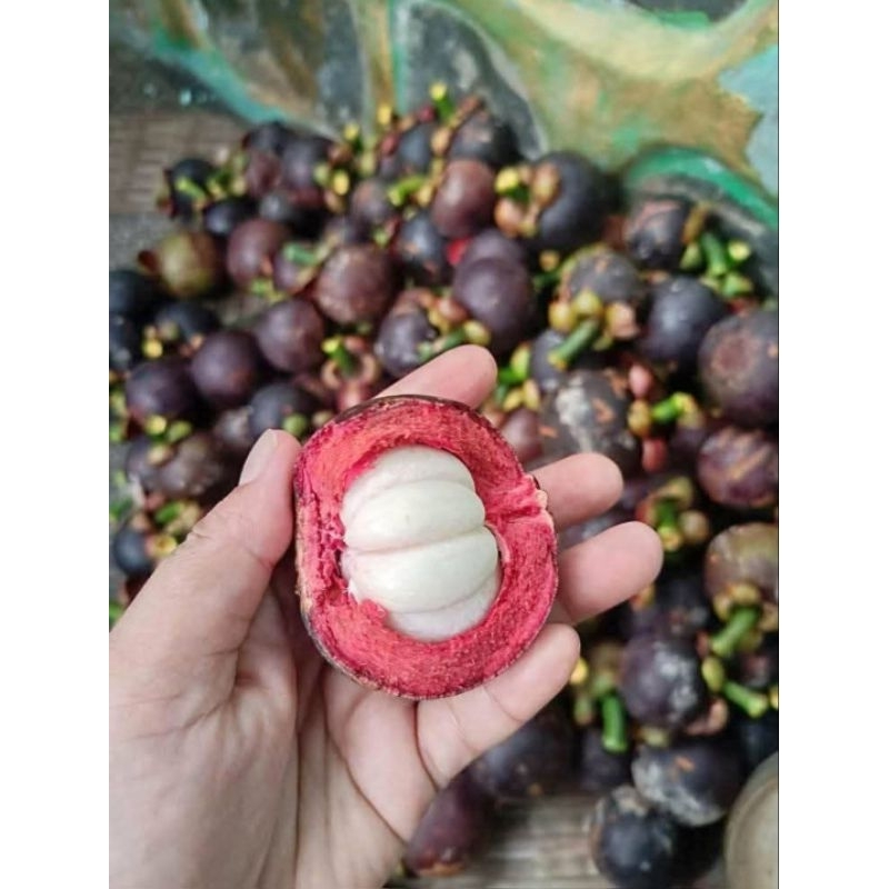 

Buah manggis segar