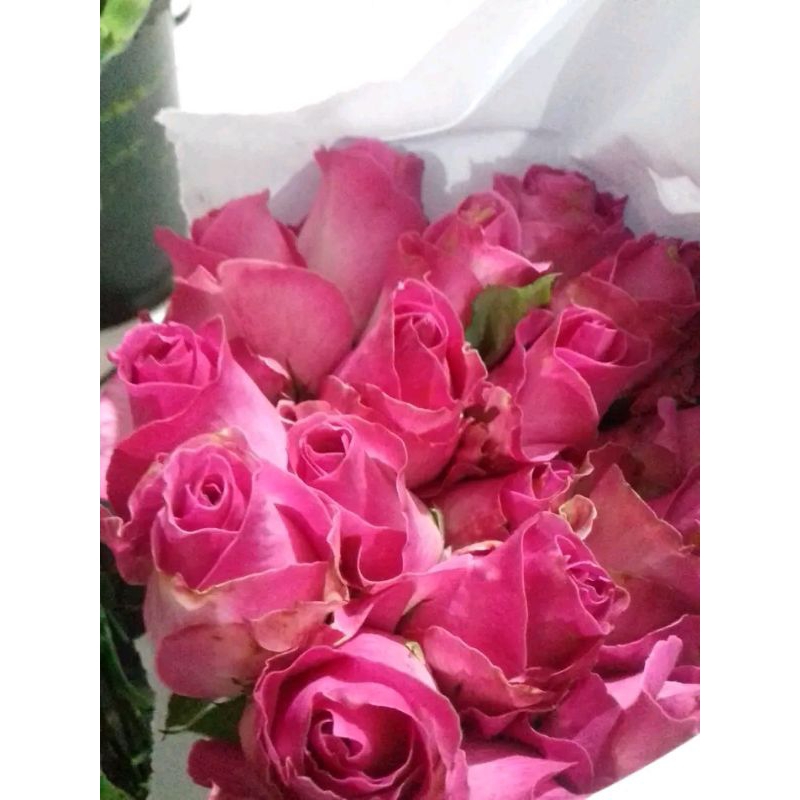 bunga mawar candy grade b