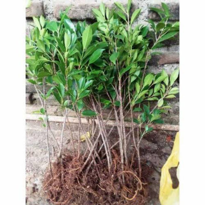 Kimeng stek 30cm murah 1500