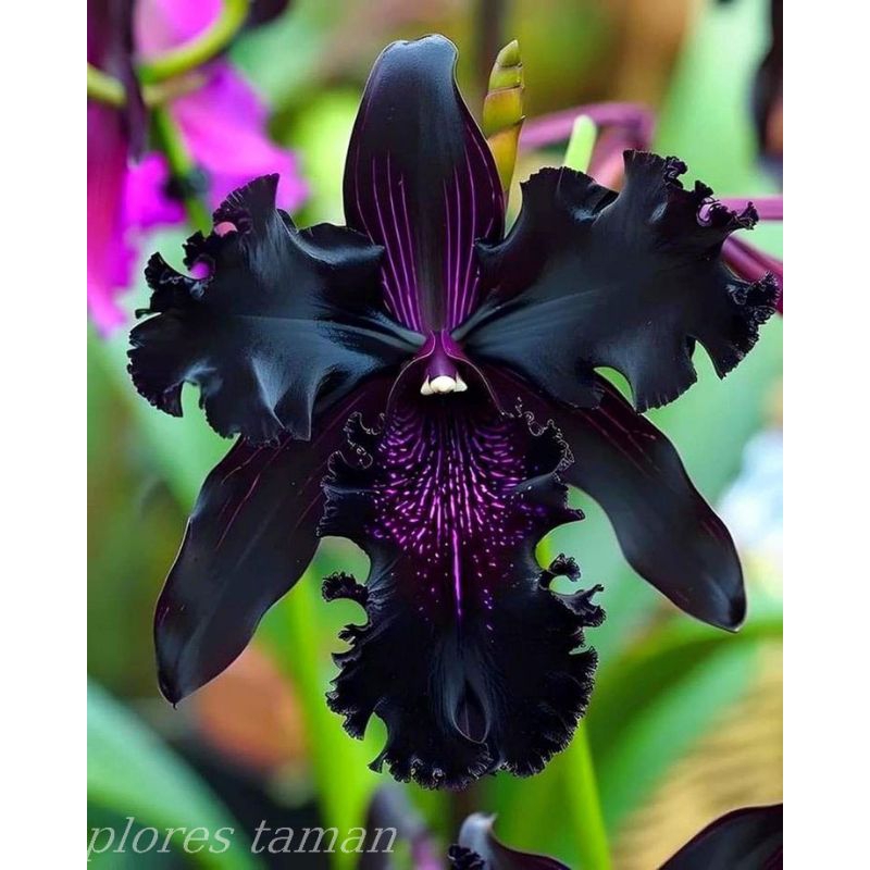 anggrek bulan bunga black-fabery spike-import