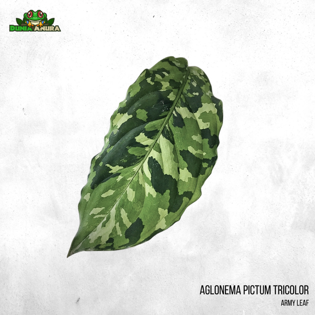 Jungle plant Aglonema Pictum Tricolor (army style)