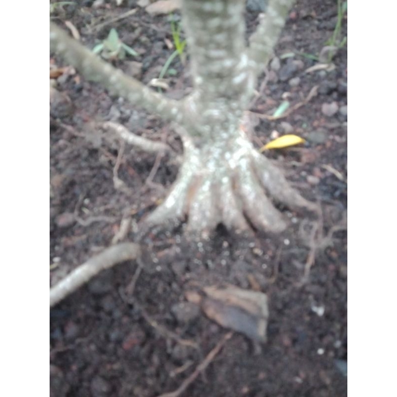 Bahan Bonsai Pohon Kimeng Trotol Hasil Budidaya Program Akar