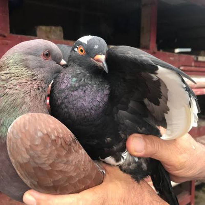 sepasang merpati tinggian trah bagus
