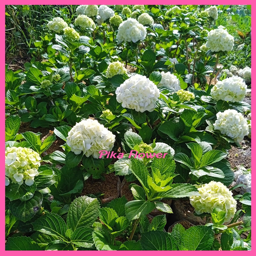 Hydrangea Import Putih Crystal - Tanaman Hortensia Import Cantik