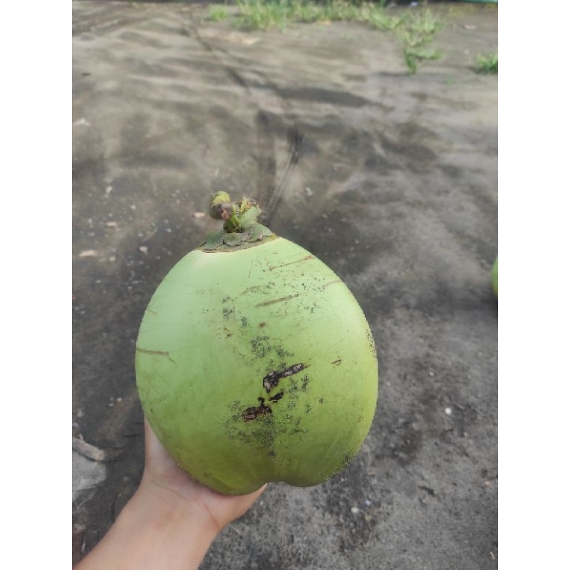 

kelapa muda