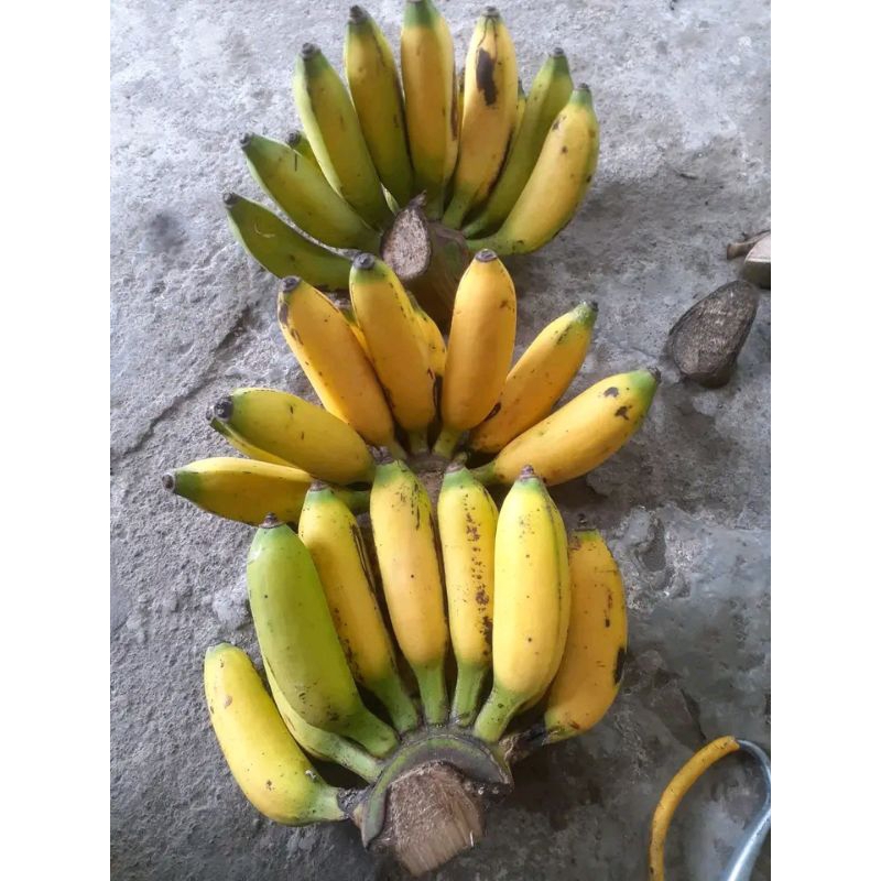 

pisang