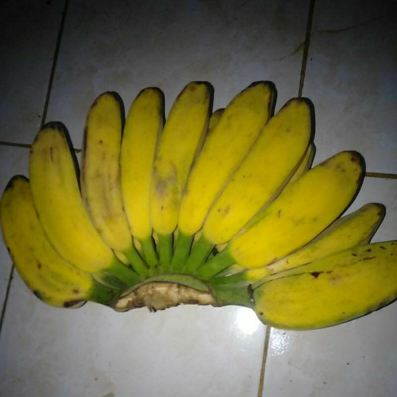 

Pisang Kepok Gajih merah matang