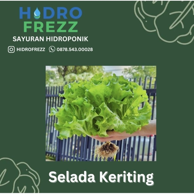 

SELADA KERITING HIDROPONIK SURABAYA, INSTANT ONLY