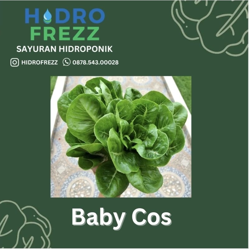 

BABY ROMAIN / BABY COS HIDROPONIK SURABAYA, INSTANT ONLY