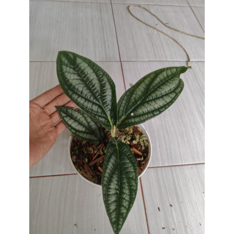 tanaman hias parmatum piper