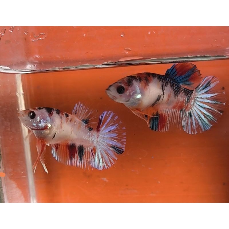 female HMPK multi fuul egs