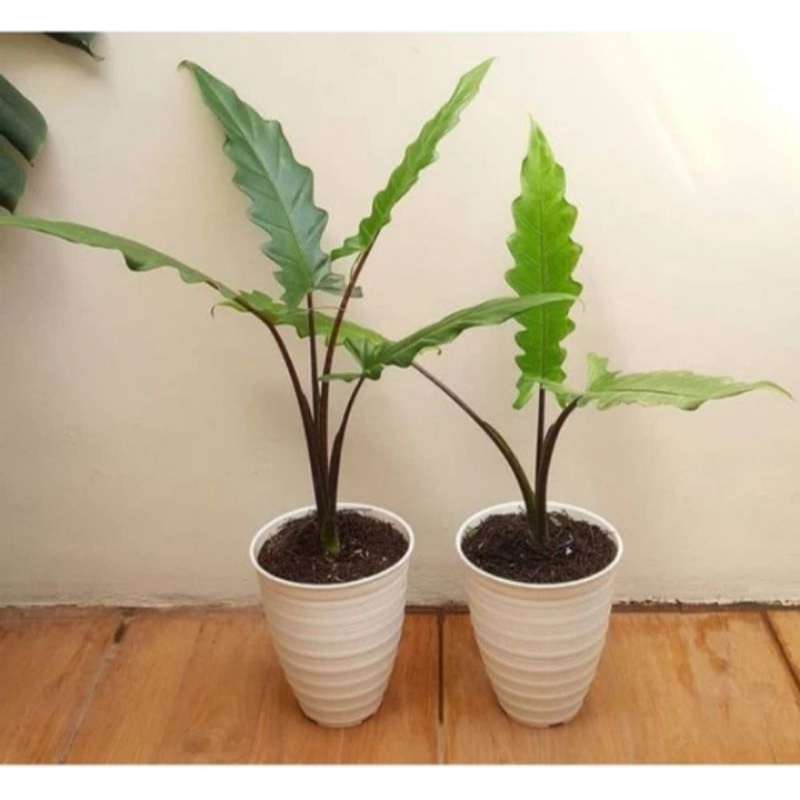 Tanaman hias keris papua