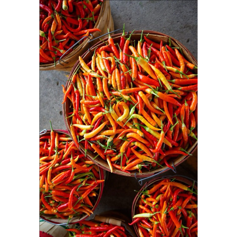 

Cabai Rawit/ Cabe Rawit Segar dari Kebun