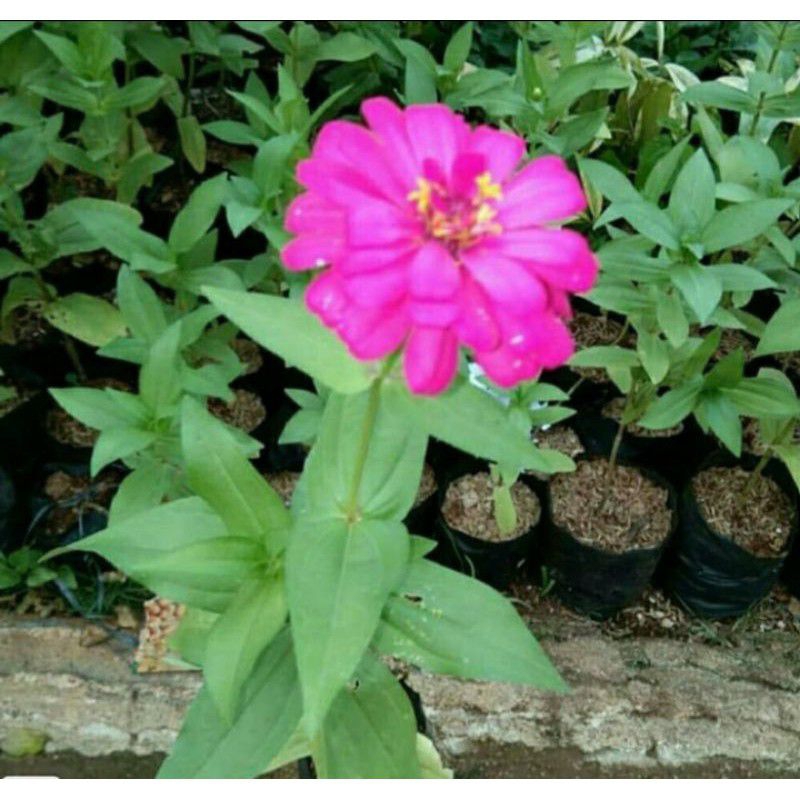 pohon hias bunga kertas warna warni