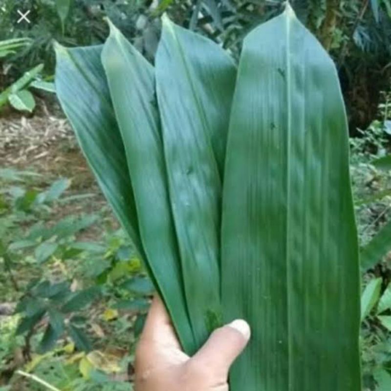 

daun bambu 30Lembar untuk bungkus bacang