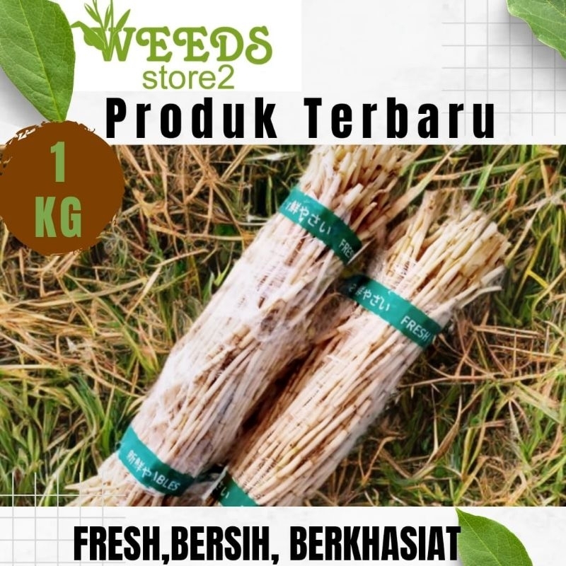 

Akar alang alang 1kg segar murni berkhasiat