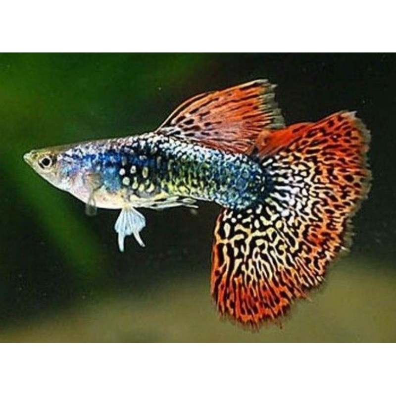 HIASAN AQUARIUM GUPPY RED DRAGON ( 1 PASANG )