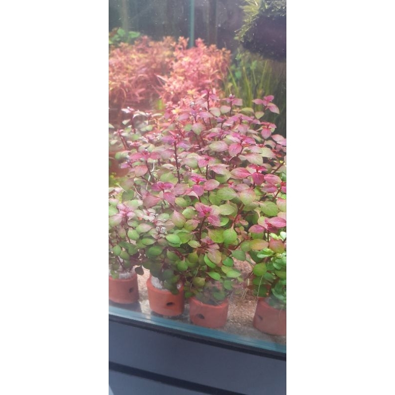 ludwigia sp red mini