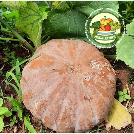 

Labu Kuning Manis Segar Organik Fresh harga per 500 gr