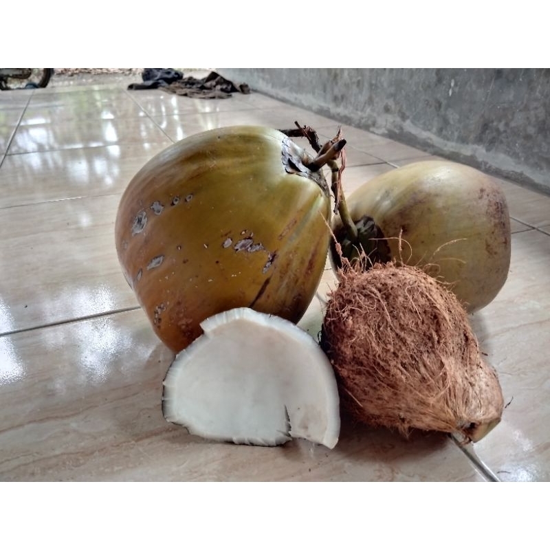 

READY KELAPA TUA DAN MUDA