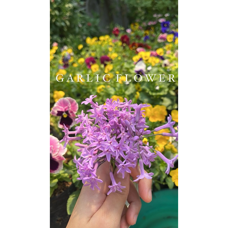 

Garlic Flower | garnish makanan | edible flower