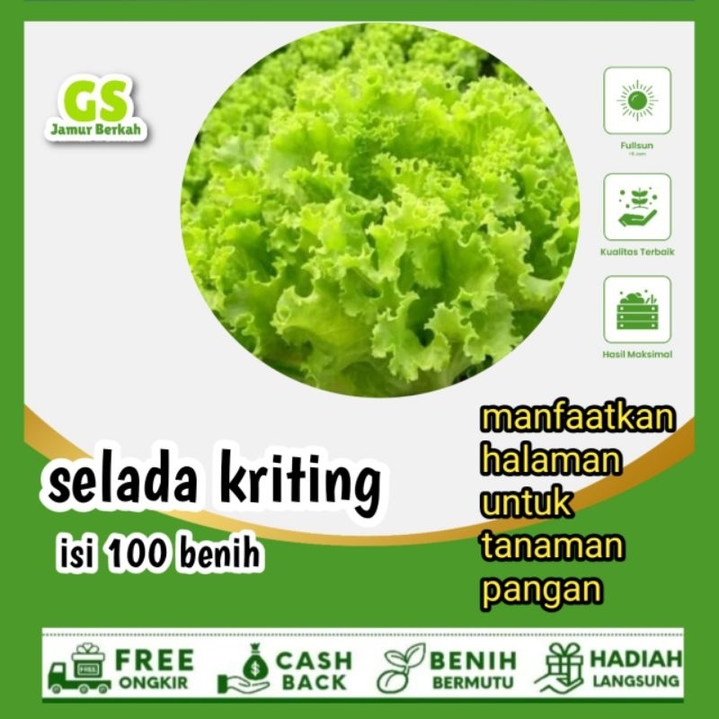 

selada kriting 70 biji