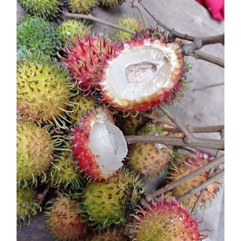 

Ace Rafia 1 kg rambutan