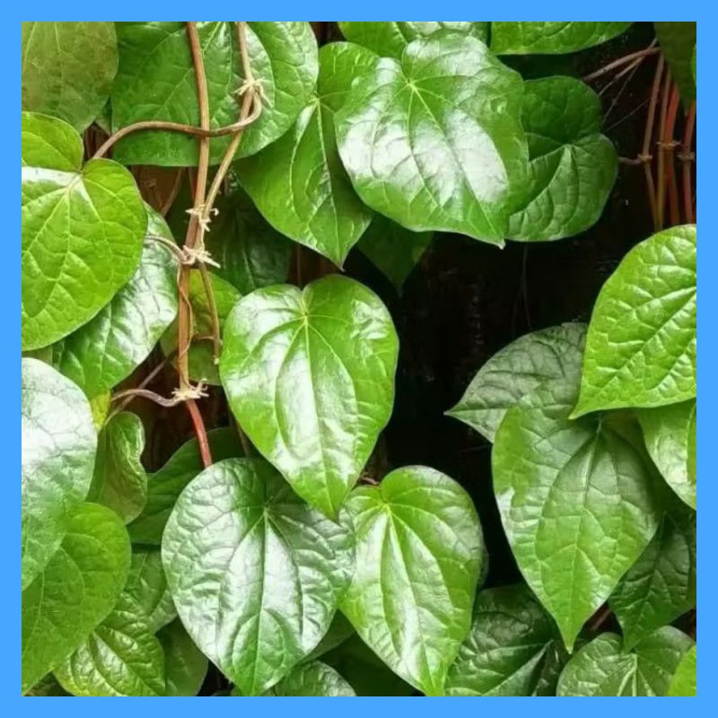

Daun Sirih Hijau segar (paket 50 Lembar)