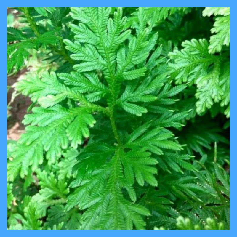 

Daun Ceker Ayam segar herbal alami (paket 200 gram)