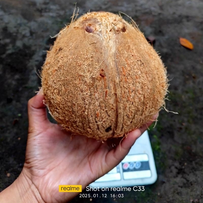 

Kelapa tua utuh kering dengan batok& tanpa batok asli Lumajang fresh baru di panen