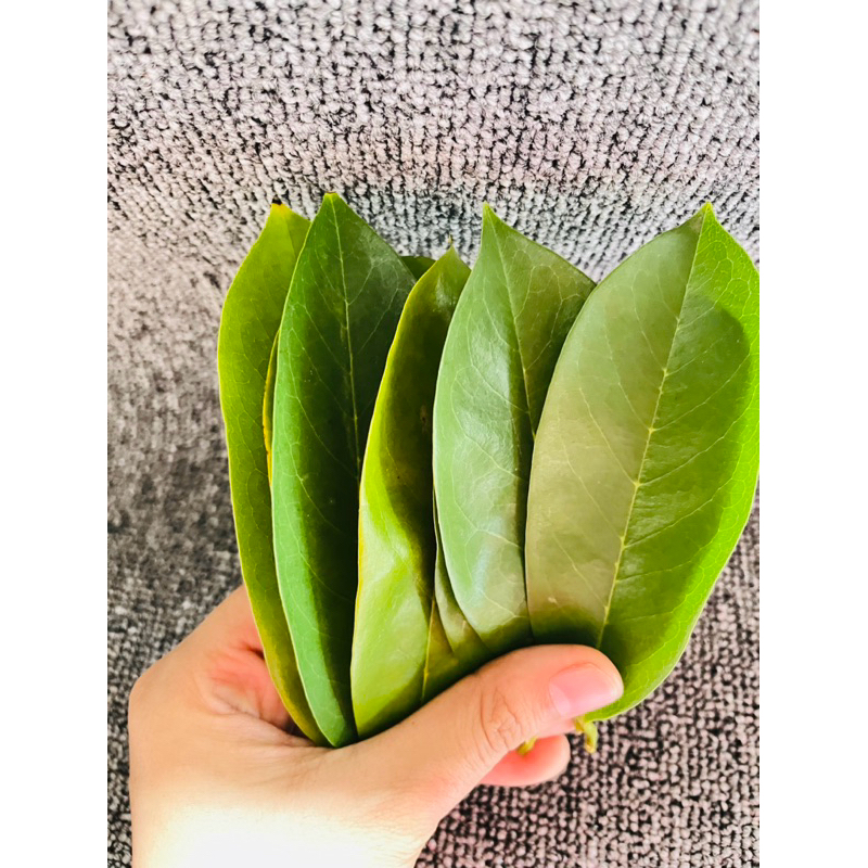 

Daun Sirsak Petik Langsung kirim 100 Lembar