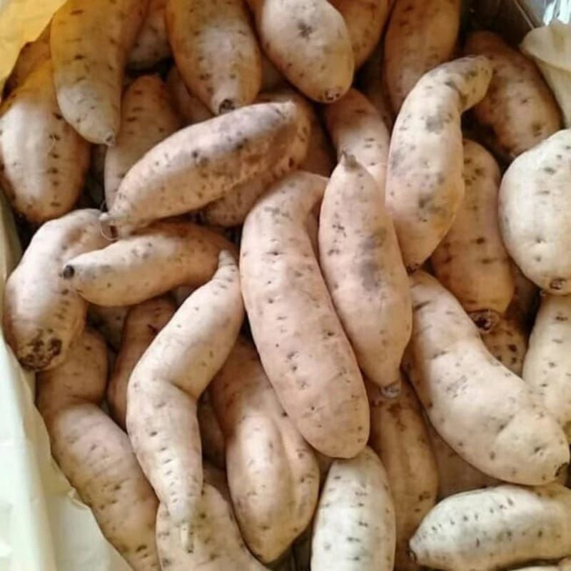 

Ubi Cilembu Madu Mentah Asli Wonogiri rasanya khas tiada tanding 1kg
