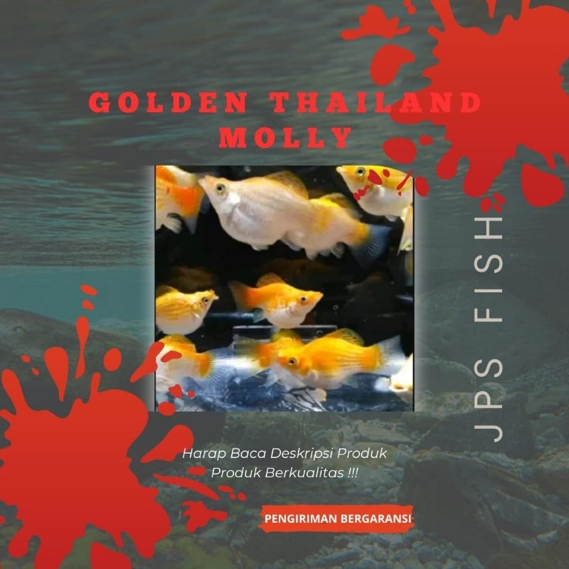 Molly Golden Thailand Indonesia 2pcs