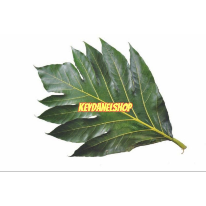 

Daun sukun segar petik langsung 500 gram