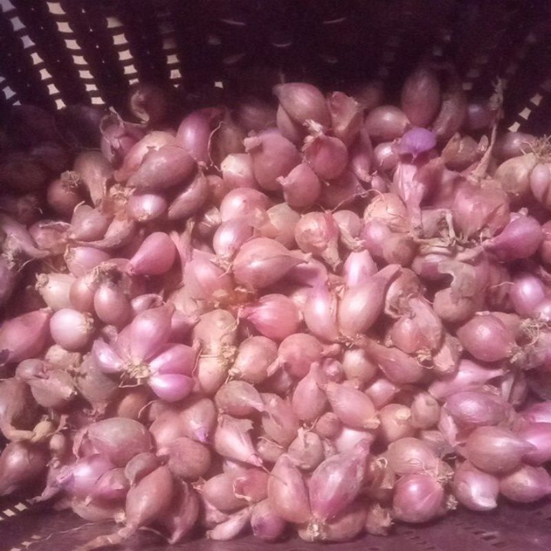 

Bawang Merah Tajuk ukuran kecil 1kg