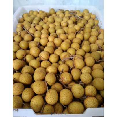 

LENGKENG THAILAND JUMBO PER KERANJANG 2KG