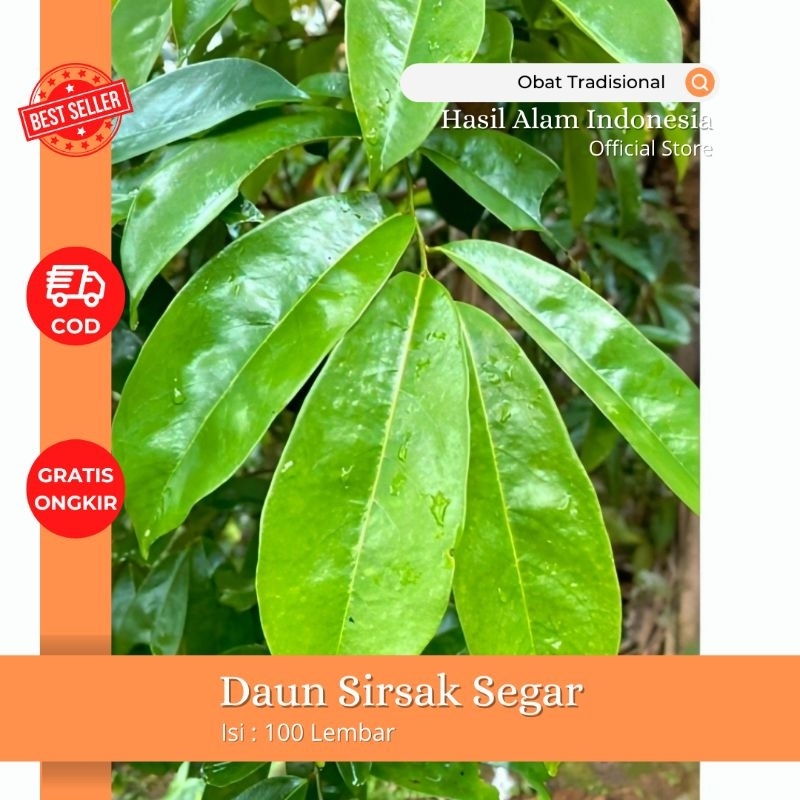 

Daun sirsak segar organik | obat herbal 100 lembar