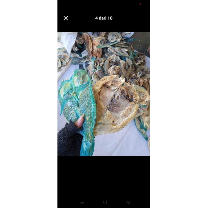 

IKAN ASIN KAKATUA DAGING TEBAL