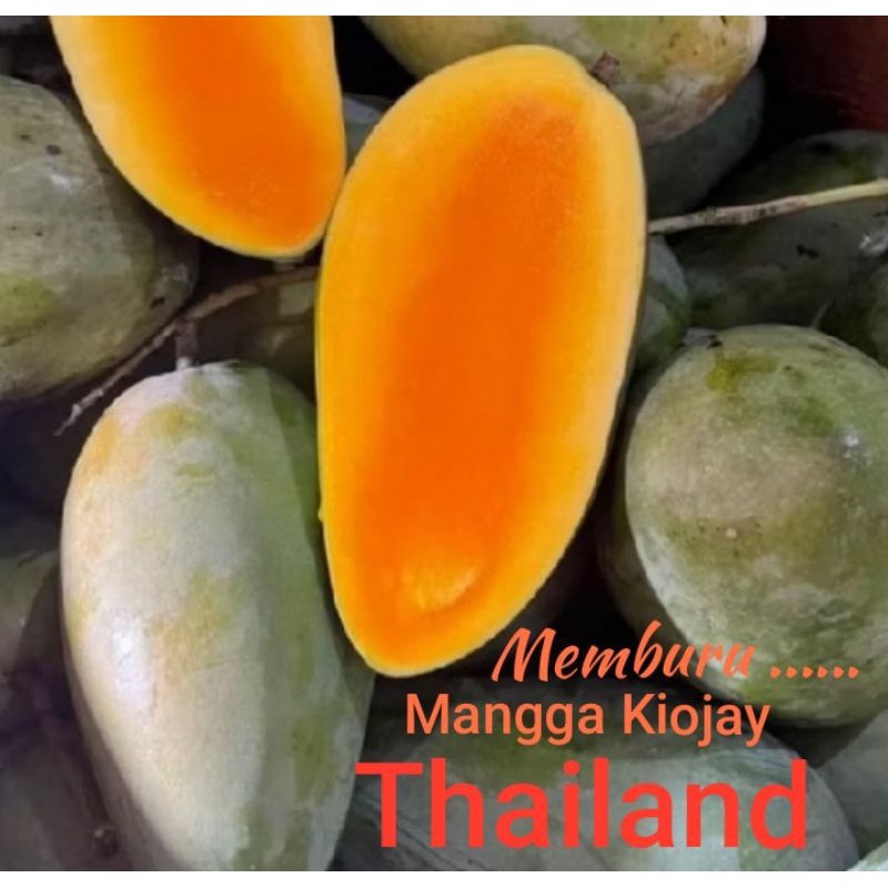 

MANGGA KIOJAY THAILAND MANIS ( MATANG ) HRP CHAT DAHULU