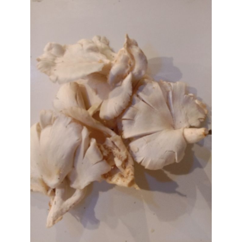 

jamur tiram 1kg.Rp.20.000