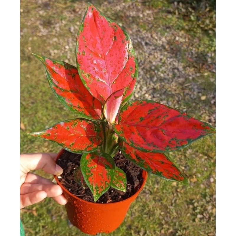 Tanaman Hias Hidup - Aglonema Red Maroon - Aglonema Murah - Bibit Aglonema Murah