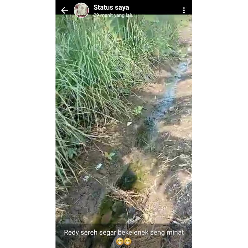 

sereh putih segar dan siap tanam dan masakan