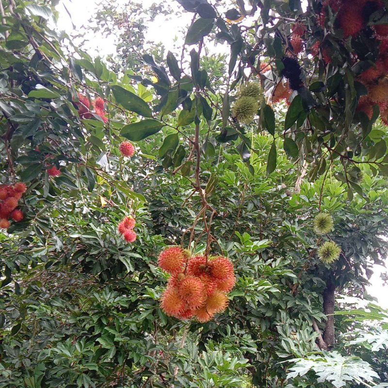 

buah rambutan dari Jepara